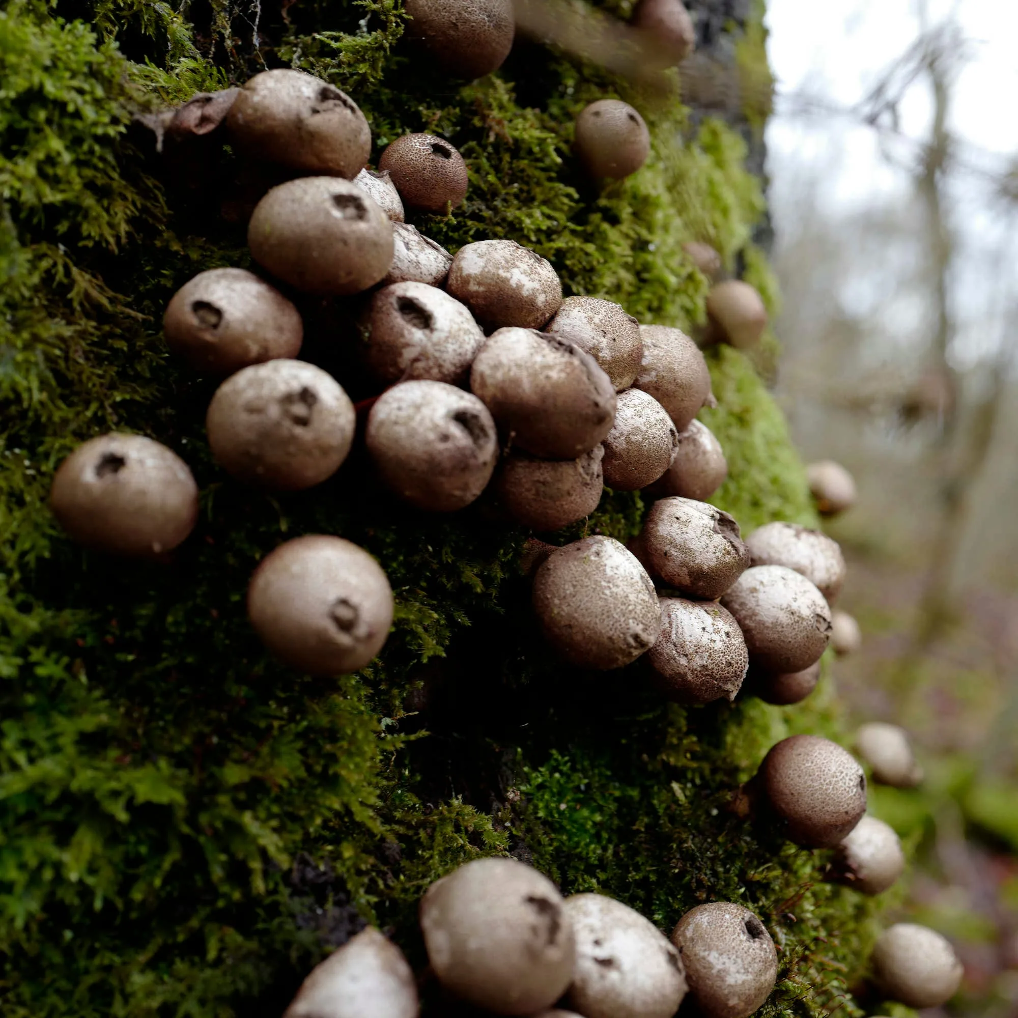 Puffballs