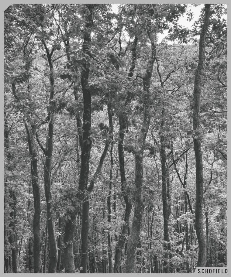 Schofield Design and photography, black and white image of trees
