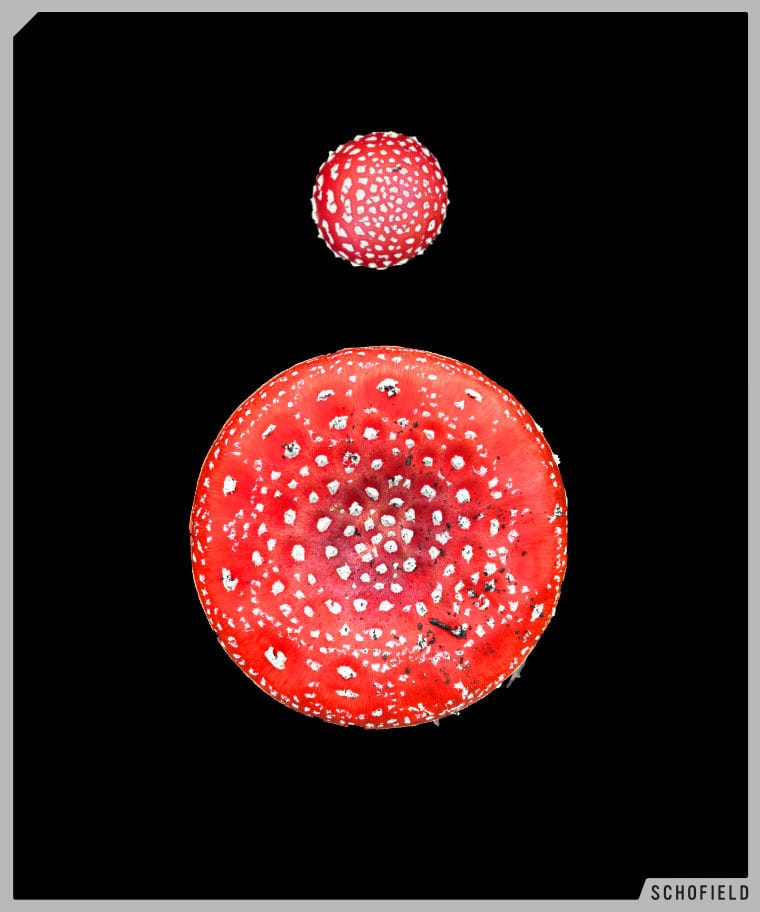 FLY AGARIC Mushrooms