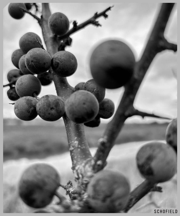 Sloes by the River Adur