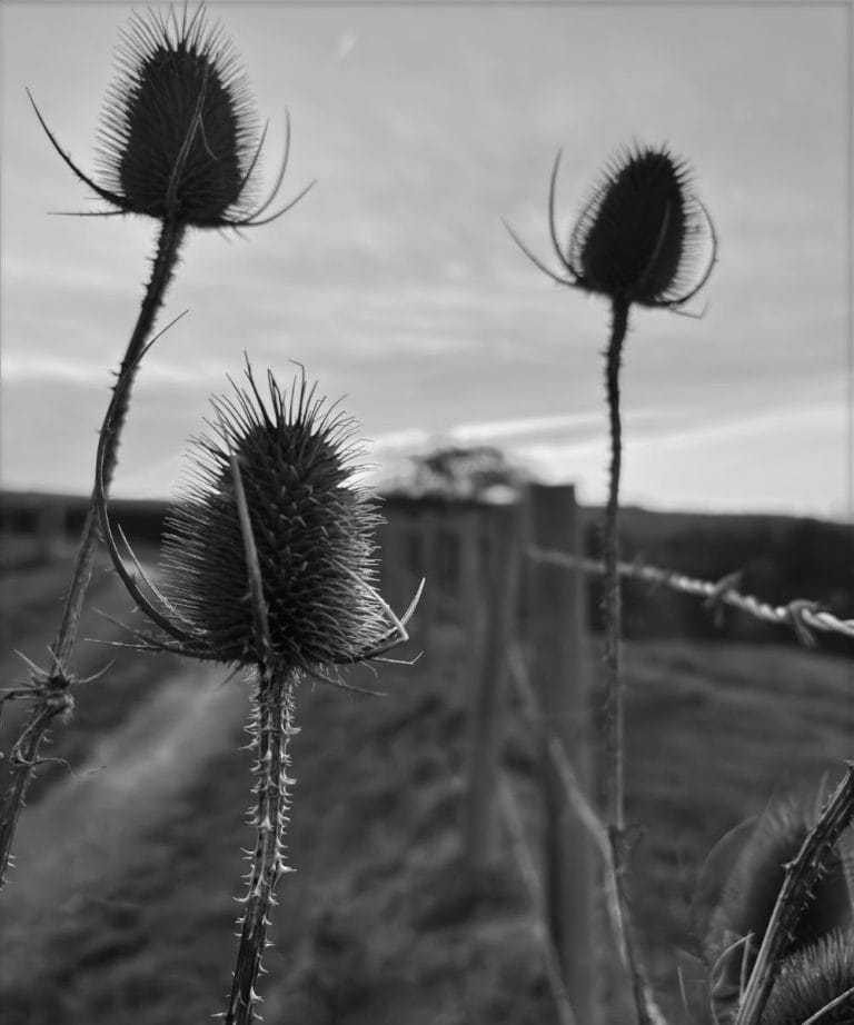Black and white photo of Sussex teasels